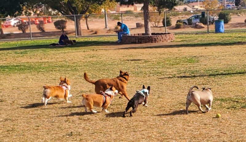 Desert Breeze Park